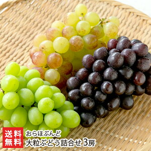 嗱Ԃǂl 3[i1[500gȏj قԂǁyϕszyR`v t[c Ԃǂ uhE  VC}XJbg g܂ }XJbgm[zyMtg 