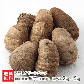 山形県産 里芋（子姫芋）選べる 2kg 〜 5kg さがえグリーンパーク 山形産 山形直送計画 里いも さといも サトイモ 芋煮 こひめいも コヒメイモ 山形県 生産者直送 お取り寄せ ギフト プレゼント 贈り物 代金引換決済不可 送料無料 お歳暮