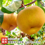 【贈答用】山形県産 大天梨 選べる 3kg（5〜7玉） 〜 5kg（6〜10玉） HAGAフルーツ フルーツ 果物 フルー…