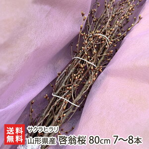 �R�`���Y �[���� �T�N���q���� �������������� �P�C�I�E�U�N�� �����͔| �~����J�� �V�t ���j�� ���� ���w ���蕨 �C�x���g �����s �R�`�� ���Y�Ғ��� ������ �������� ���Ε�