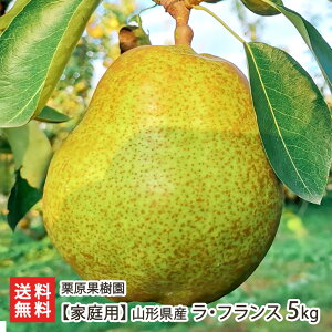 �y�ƒ�p�z�R�`���Y ���E�t�����X �I�ׂ� 3kg�i10�`14�ʁj �` 5kg�i18�`24�ʁj �I���ʎ��� ��ӂ�� ���m�� �Ȃ� �i�V �t���[�c �~ �����s �R�`�� ���Y�Ғ��� ������ �M�t�g �v���[���g ��