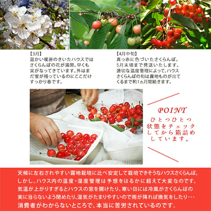 楽天市場 母の日 ギフト プレゼント さくらんぼ 山形県産 5月お届け 佐藤錦 さくらんぼ24粒化粧箱 Lサイズ バラの花１輪付 送料無料 プレゼント まるごと山形