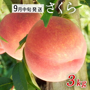 9�����͂� �t���[�c �� ������ ��3kg�i�ʐ����܂����j�R�`���������Y ���Y�Ғ����̂��߂ق��̏��i�Ɠ����s��