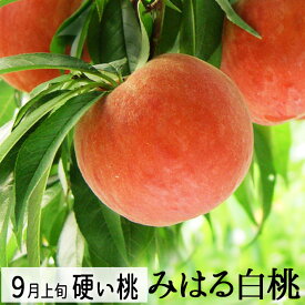 9月お届け 桃 硬い桃 みはる白桃2.5kg（6～9玉）(美晴白桃) 送料無料 山形県産 生産者直送他の商品と同梱不可