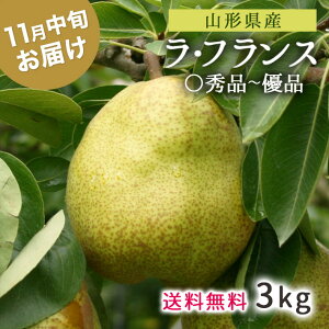 11{Jn tX ۏG ZGi Di 3kg EtX TCY ʐ C R` VsY