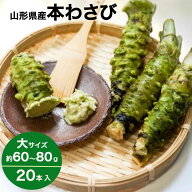 わさび 本わさび 20本 大サイズ 約60〜80g 山形 東根 大富農産 wasabi 山葵 クール便 送料無料