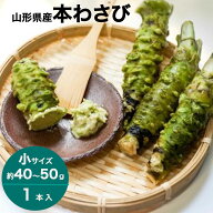 わさび 本わさび 1本 小サイズ 約40〜50g 山形 東根 大富農産 wasabi 山葵 クール便 送料無料