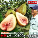 現在発送中 9月10月お届け いちじく 送料無料 山形県産 イチジク 生 無花果 約500g（10玉前後）クール便 フルーツ