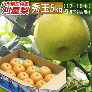 a 9{͂ R`csY  G イ傭 5kg ʐ܂ Ÿדs 󏭂Șa