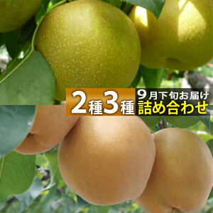 a 9{`11{\ R`csY  23lߍ킹Zbg 3kg ʐ܂ Ÿדs {̘aHה