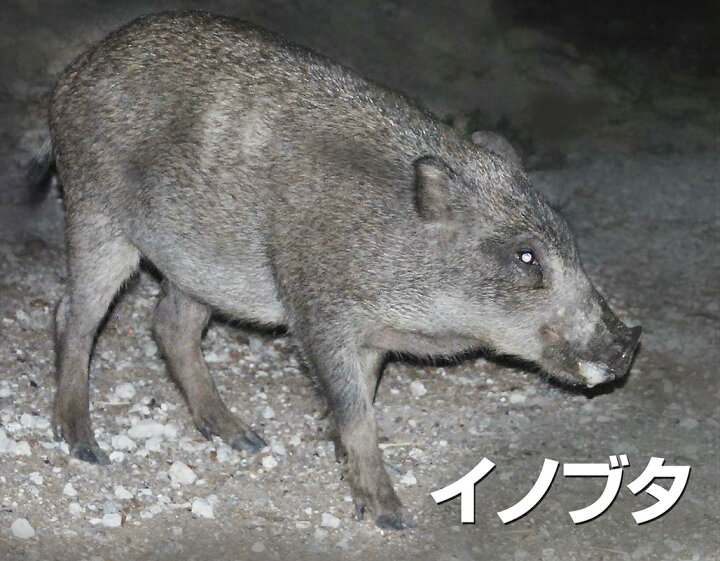 楽天市場 送料無料 イノブタなぜ逃げる 6個セット 撃退 イノシシ 猪 鳥獣 猪被害 猪よけ 被害対策 イノシシ対策 イノシシ 対策 グッズ イノシシ 撃退 グッズ イノブタ 撃退 イノブタ 対策 グッズ イノシシ 対策 ハーブ イノシシ 対策 臭い 山形屋楽天市場店
