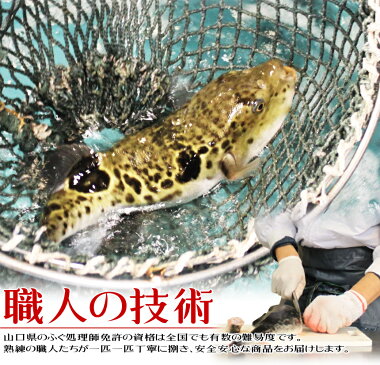 とらふぐちり鍋セット(1kg5-6人前)ふぐフグ河豚ふぐ鍋てっちりお歳暮ギフトお取り寄せ年末グルメ