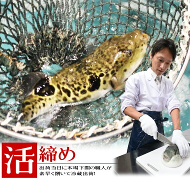 冷蔵とらふぐ鍋セット(5-6人前800g)ふぐフグ河豚ふぐちりてっちりふぐ鍋お歳暮ギフト年末グルメお取り寄せ