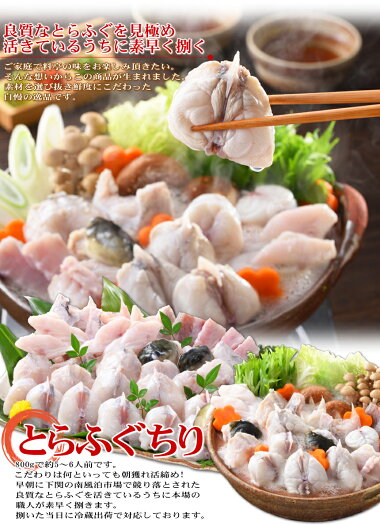 冷蔵とらふぐ鍋セット(5-6人前800g)ふぐフグ河豚ふぐちりてっちりふぐ鍋お歳暮ギフト年末グルメお取り寄せ