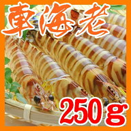 【送料無料】【山口県】【山口市秋穂】【創業明治26年】【原田丸海産】活き車海老250g※北海道、東北、沖…