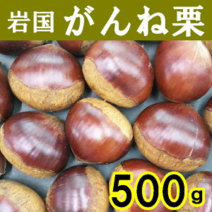【発売中】【栗の王様】岩国がんね栗500g【生栗】【無燻蒸】【クール便】【山口県】【岩国市美和町】【岸根栗】※別途送料、東北500円、北海道・沖縄・離島1000円※