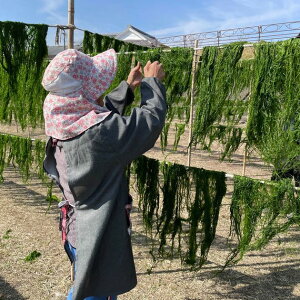 yzy󏭁zVR̂茴500g@啪Y@wِi񂪂jyƖpzy̂zʓrAk500~AkCEE1000~