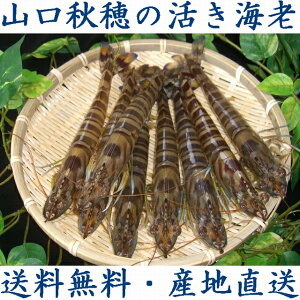 wRH̊ԊCVx350giԃGrAԊCVA܂сj