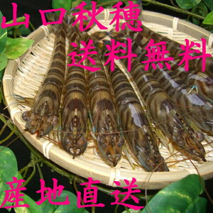 『山口秋穂の活き車海老』500g(車エビ、車海老、くるまえび)