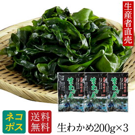 『生産者から直送』 【2024年新生わかめ】 200g ×3個 国産 鳴門わかめ 鳴門産 塩わかめ 塩蔵 ワカメ 徳島 生ワカメ 塩蔵わかめ 美味しいもの ご当地 産地直送 食物繊維 ミネラル　送料無料　免疫力アップ　腸内細菌