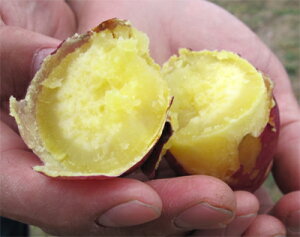 RY܂y̋z2.5kgɂwsyiAz