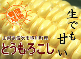 楽天市場】【サマービュート】2kg箱（実重量約1.6kg・約7-12個）7月