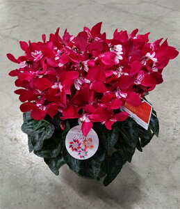 VNWbNXibhj5yɂwszyyMt_zyyMt_̂zyyMt_̂zyyMt_bŹz