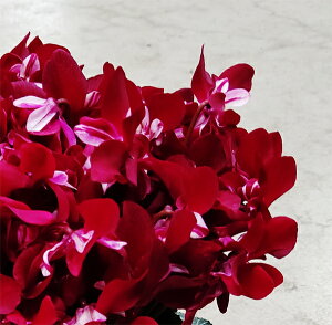 VNWbNXiCbhj5yɂwszyyMt_zyyMt_̂zyyMt_̂zyyMt_bŹz