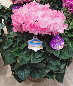 VNEBNV[bh5yɂwszyyMt_zyyMt_̂zyyMt_̂zyyMt_bŹz