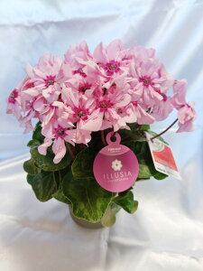 VNC[WAEsNei4jyzyyΉ_֓zyyΉ_bMzzyyΉ_kzyyΉ_CzyyΉ_ߋEz