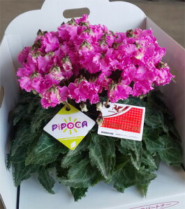 VNs|Ji5jsNEE[YEnyɂwszyyMt_zyyMt_̂zyyMt_̂zyyMt_bŹz