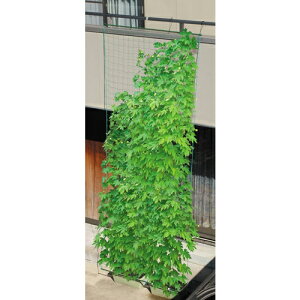 rj[ ΂̃J[e ݂艺^Cv 1.8m×5m W1800