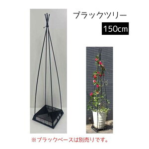 DAIM ubNc[ [| K[fjO ƒ؉ x J[N R{i] 150cm