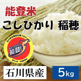 中橋商事 令和6年度産　能登米こしひかり（稲穂）[お米 精米 白米 石川県 食べて応援 とりもどそう能登] 5kg 【お一人様4点限り】