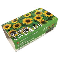 アタリヤ農園 ミニひまわり栽培セット [栽培キット 花 ベランダ コンパクト 初心者向け 再生紙プランター…
