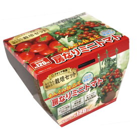 アタリヤ農園 支柱付き 房なりミニトマト [栽培キット 野菜 ベランダ コンパクト 初心者向け 再生紙プランター] 1セット