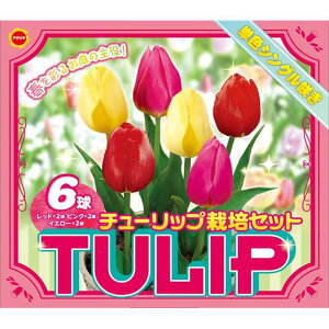 A^_ `[bv ͔|Zbg [HA  PF VO炫 K[fjO | Ԓd] 1Zbg