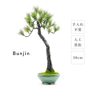 ~ _  Bunjin 50cm   {iI rbO a { lH d i  eiXt[ sv   g Mtg ̓ ̓ v[g 