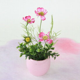 楽天市場 コスモス 花 観葉植物 花 ガーデン Diy の通販