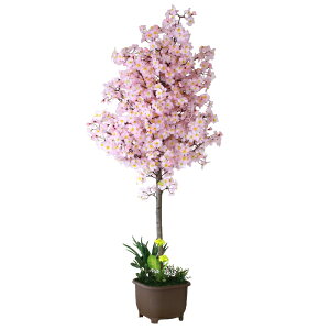 観葉植物 桜 鉢植えの人気商品 通販 価格比較 価格 Com
