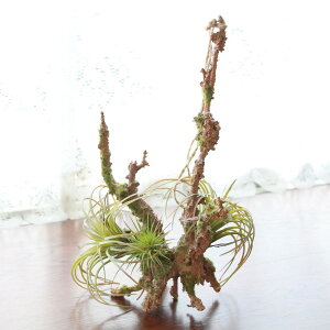 多肉植物 吊り下げの人気商品 通販 価格比較 価格 Com