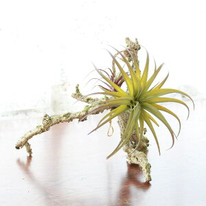  CeA ϗtA nMO A ̕Ǌ| GAvcnMO1 tFCNO[ CeAO[ VNt[ ϗtA CTG} G} AW t[A