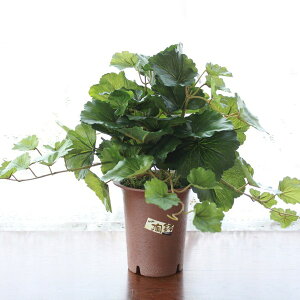  UVJbgdl [jE̔A35cm  VNt[ CTG} G} mgr