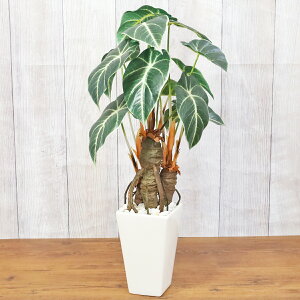  AJVA|bg 60 tFCNO[ CTG} G} VNt[ bgr