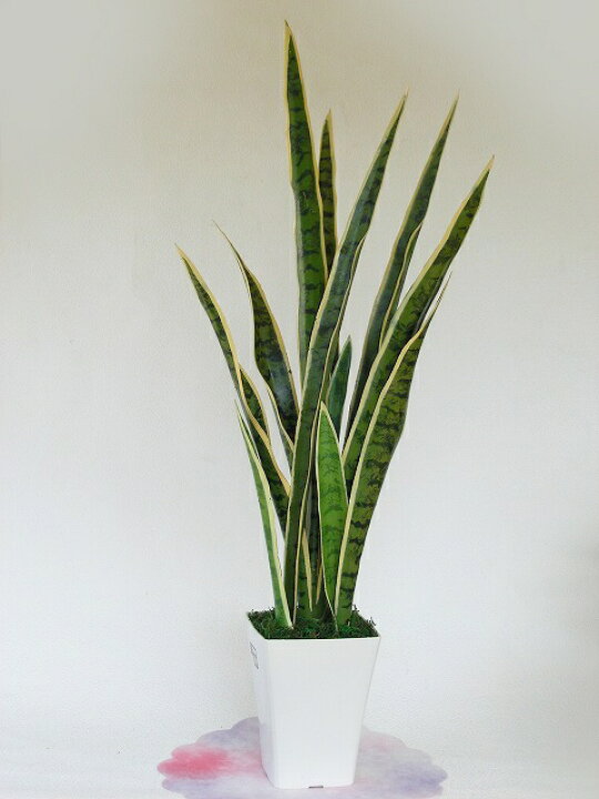 楽天市場】造花 インテリア 観葉植物 サンセベリアの鉢植え 85cm 