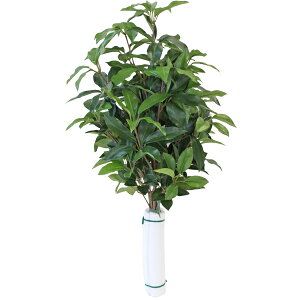   VL~    65cm {   VNt[ ފ ~ d     niVo CTG} G} skm