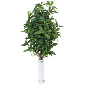   VL~    85cm {   VNt[ ފ ~ d     niVo CTG} G} skm