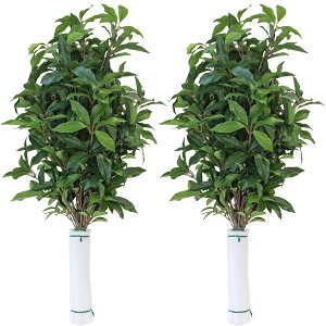   VL~    85cm    VNt[ ފ ~ d     niVo CTG} G} skm