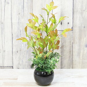  CeA ϗtA ɗhtH[VTX̔AAW tFCNO[ CeAO[ G} CTG} VNt[ mgr