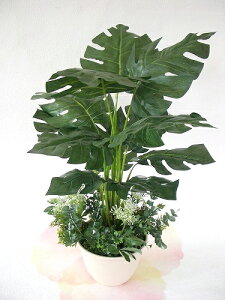  CeA ϗtA tFCN XsbgtB[̔A 60cm tFCNO[ BIV CTG} G} bgr